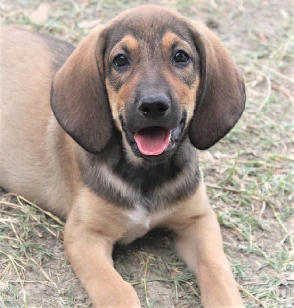 Laos, Dolce Cucciolo Di 3 Mesi Mix Segugio